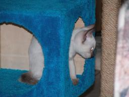 kittens - 071007 30